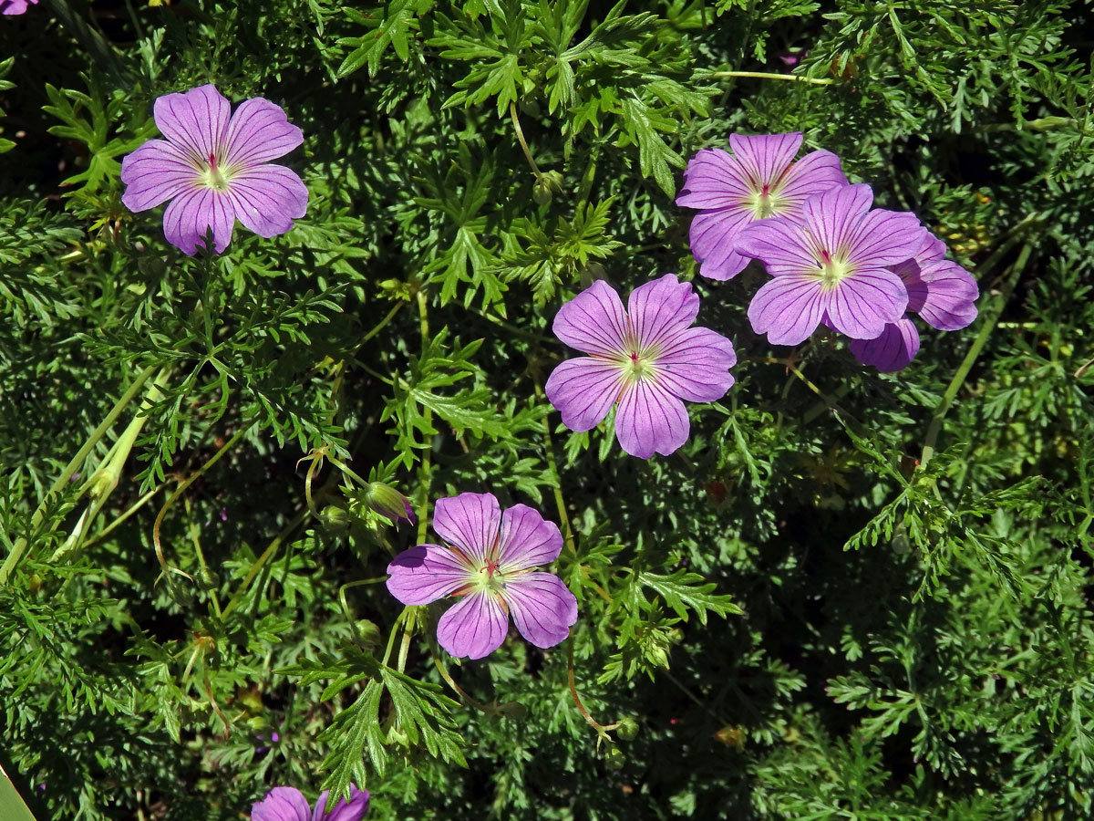 Kakost (Geranium drakensbergensis Hilliard & B. L. Burtt)