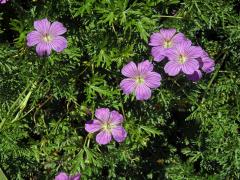 Kakost (Geranium drakensbergensis Hilliard & B. L. Burtt)  