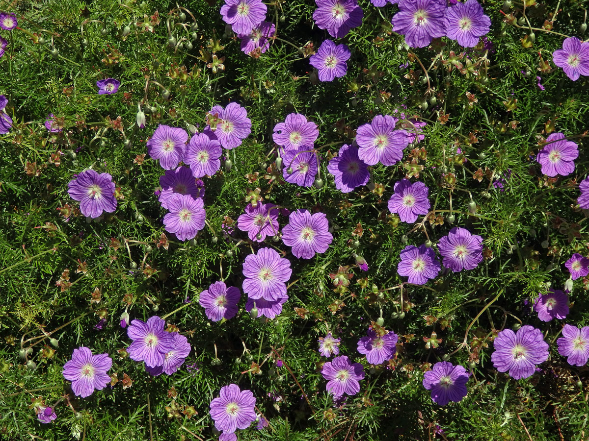 Kakost (Geranium drakensbergensis Hilliard & B. L. Burtt)