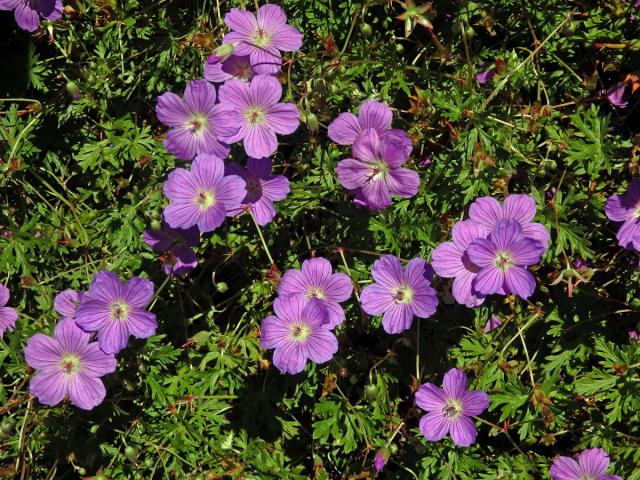 Kakost (Geranium drakensbergensis Hilliard & B. L. Burtt)