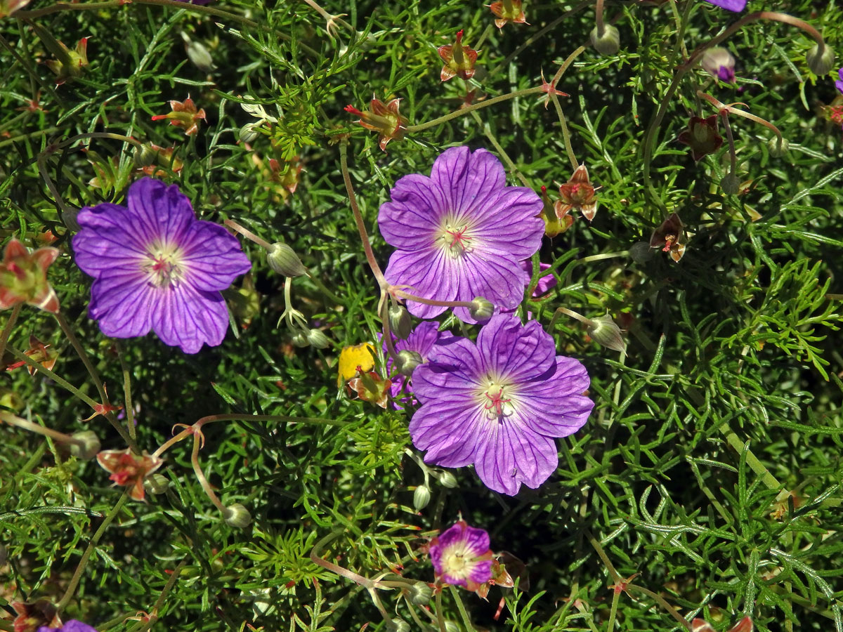 Kakost (Geranium drakensbergensis Hilliard & B. L. Burtt)