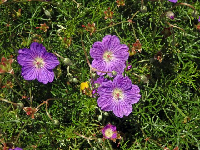 Kakost (Geranium drakensbergensis Hilliard & B. L. Burtt)