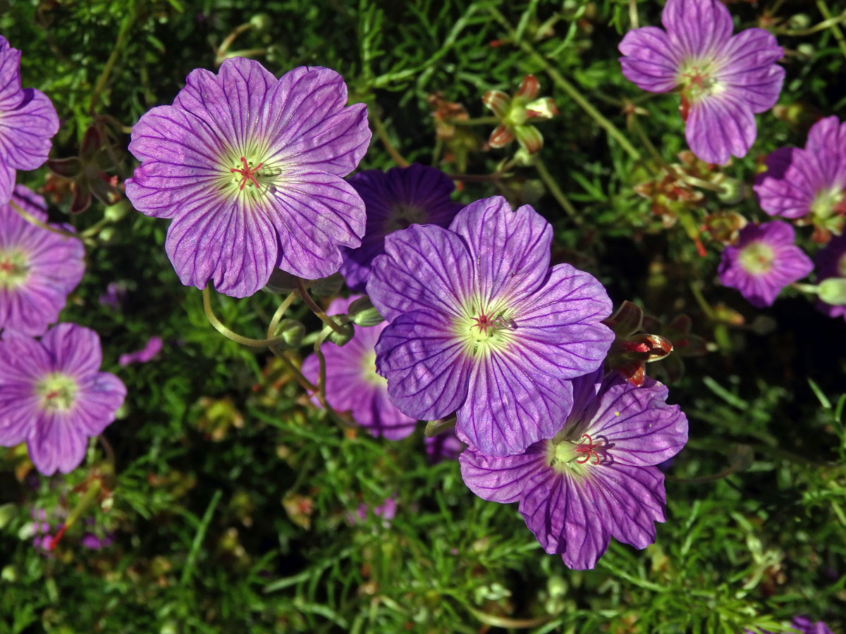 Kakost (Geranium drakensbergensis Hilliard & B. L. Burtt)