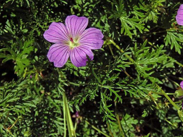 Kakost (Geranium drakensbergensis Hilliard & B. L. Burtt)