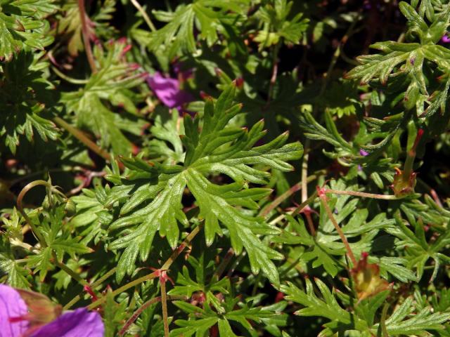 Kakost (Geranium drakensbergensis Hilliard & B. L. Burtt)