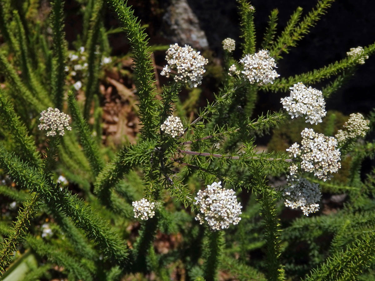 Strboulovec (Selago corymbosa L.)