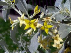Hlošina úzkolistá (Elaeagnus angustifolia L.)
