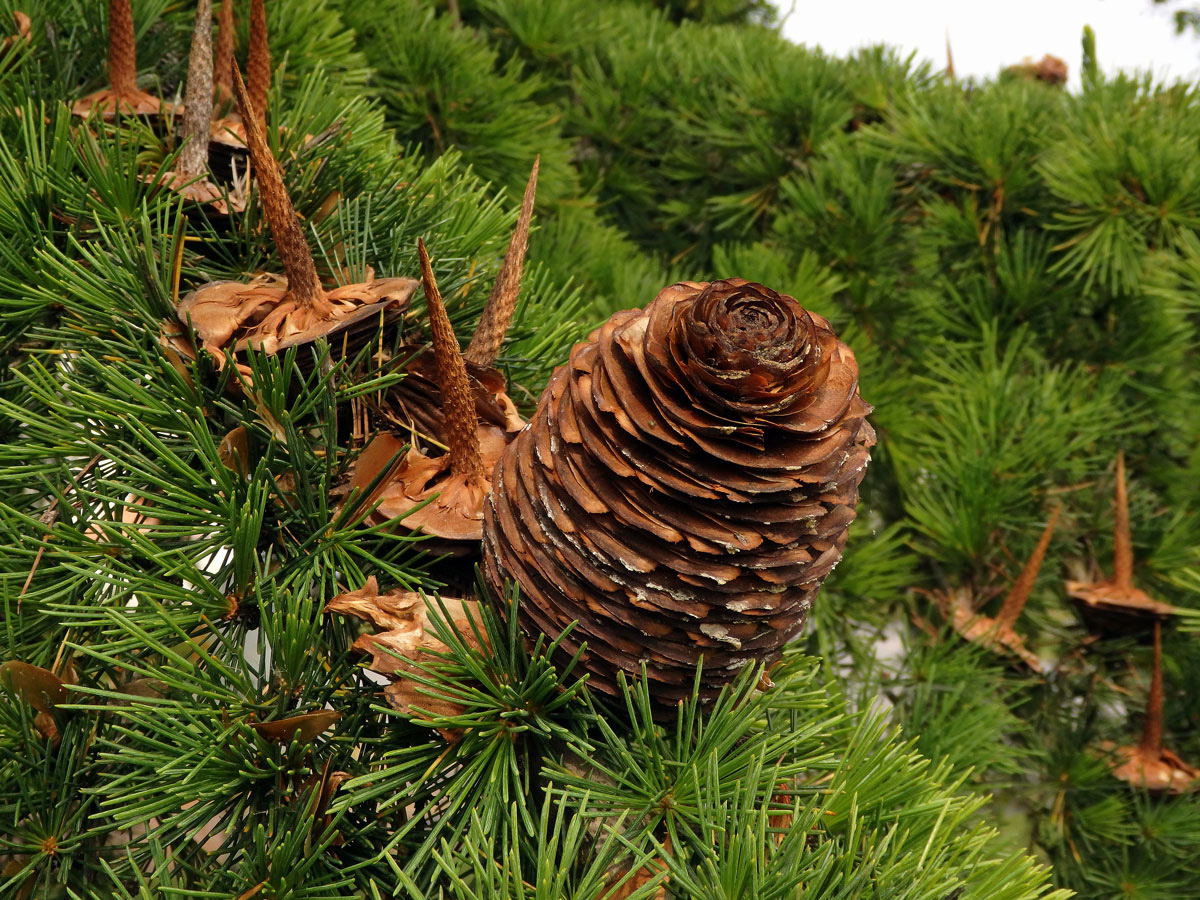 Cedr libanonský (Cedrus libani A. Rich.)