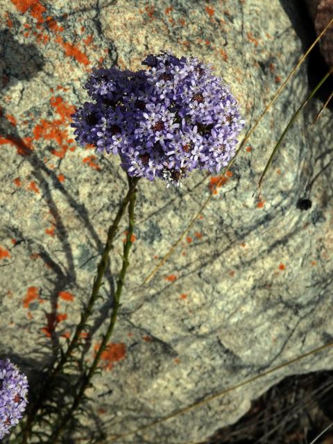 Pseudoselago spuria (L.) Hilliard