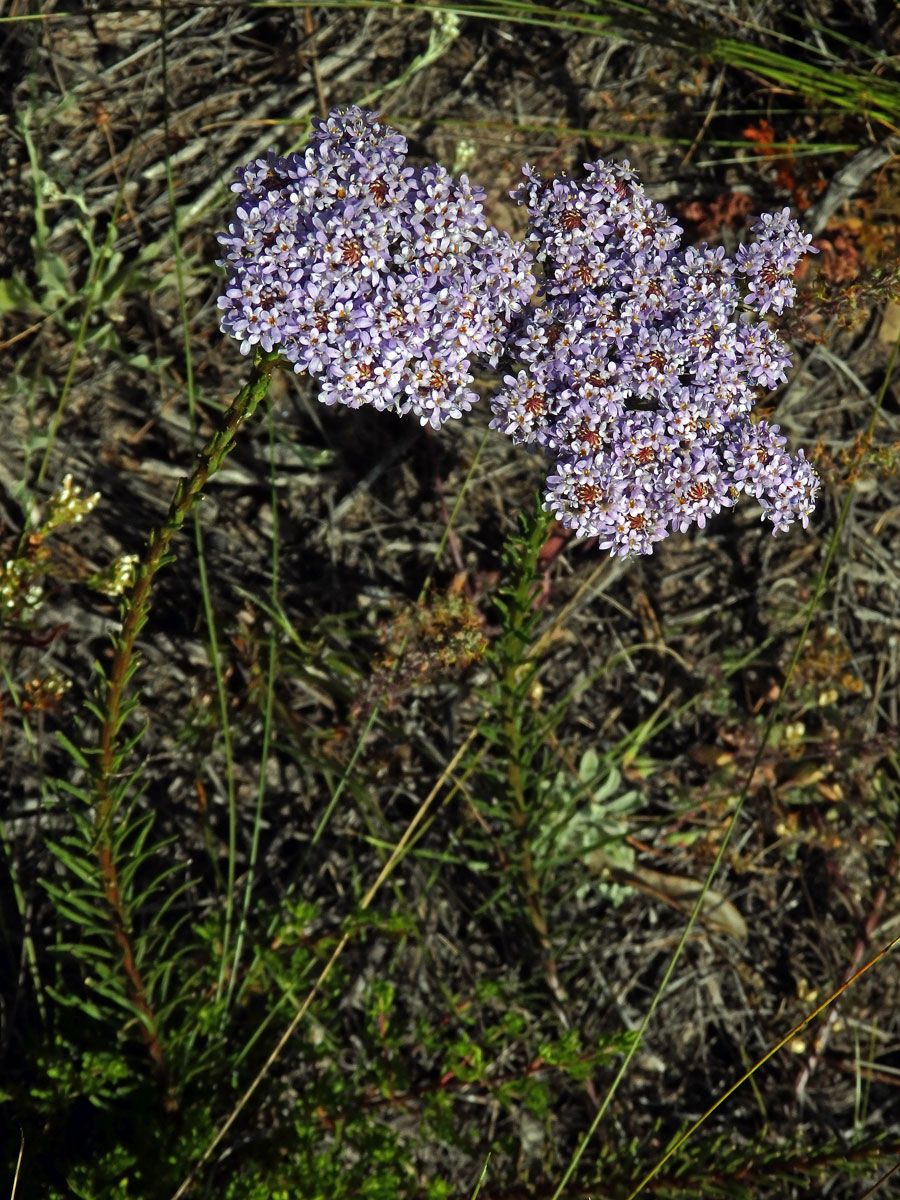 Pseudoselago spuria (L.) Hilliard