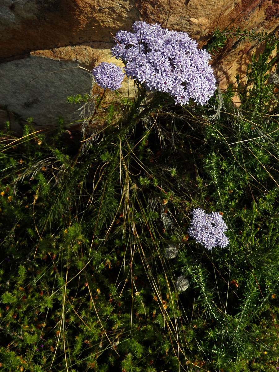 Pseudoselago spuria (L.) Hilliard