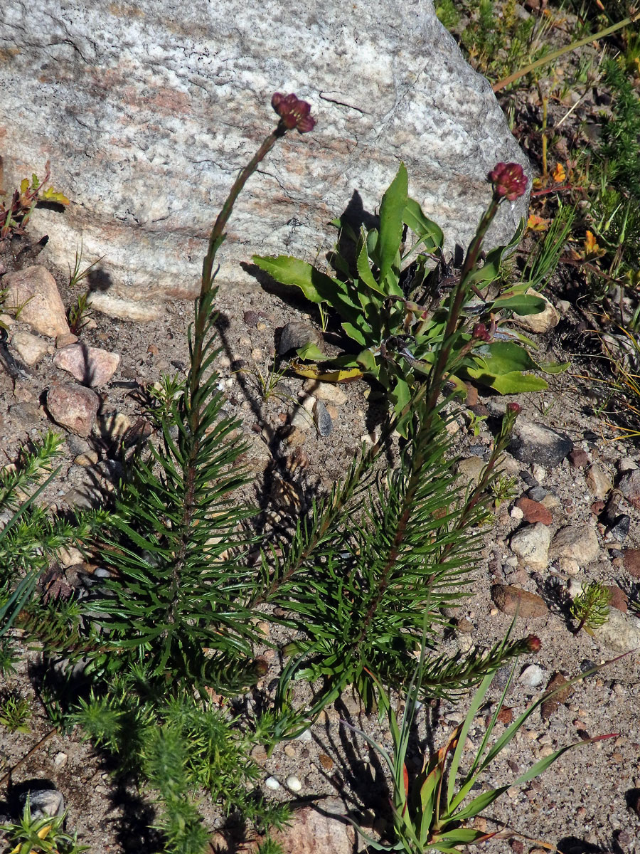 Pseudoselago spuria (L.) Hilliard