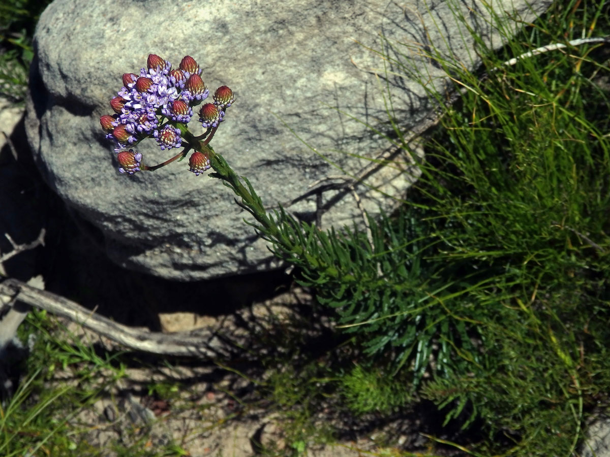 Pseudoselago spuria (L.) Hilliard