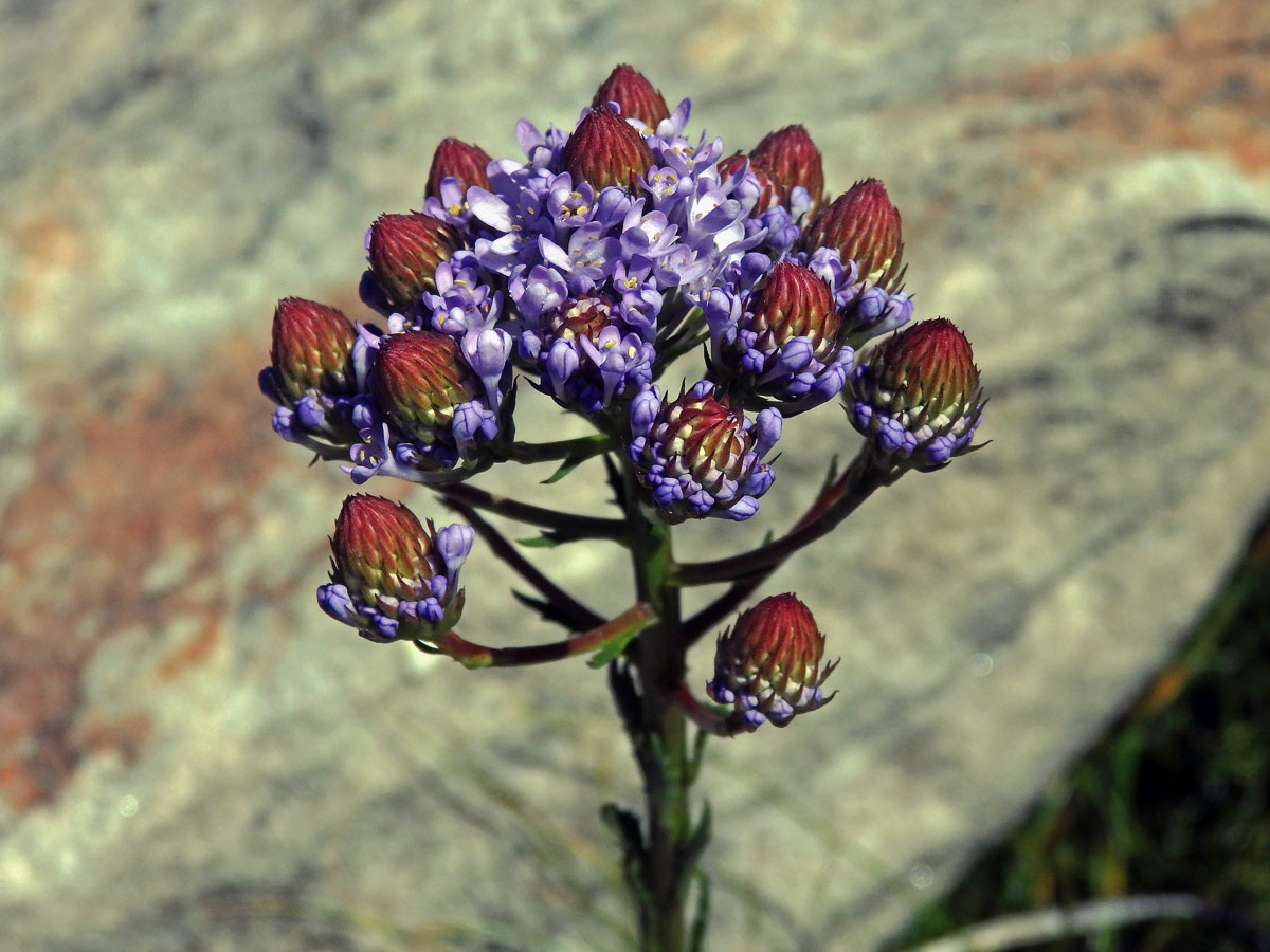 Pseudoselago spuria (L.) Hilliard