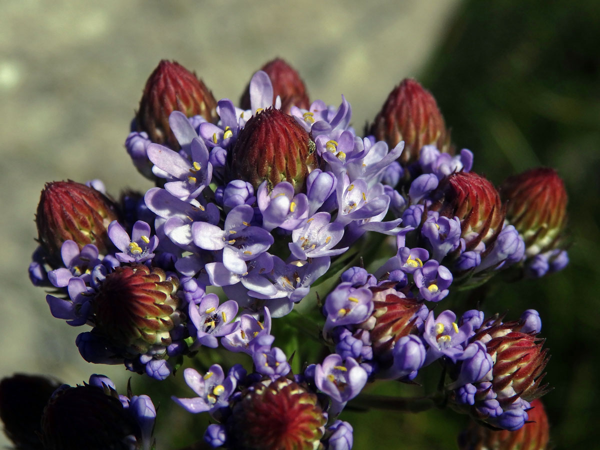 Pseudoselago spuria (L.) Hilliard