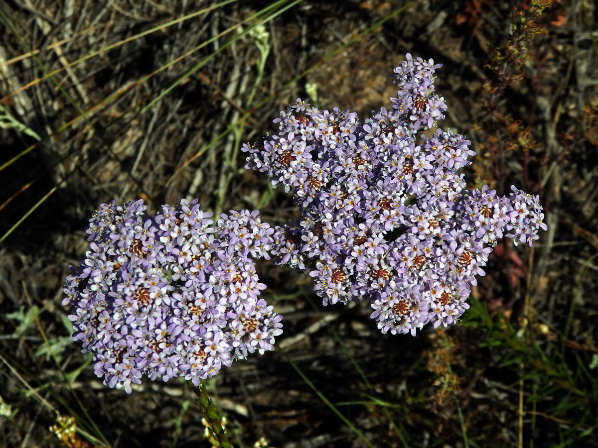 Pseudoselago spuria (L.) Hilliard