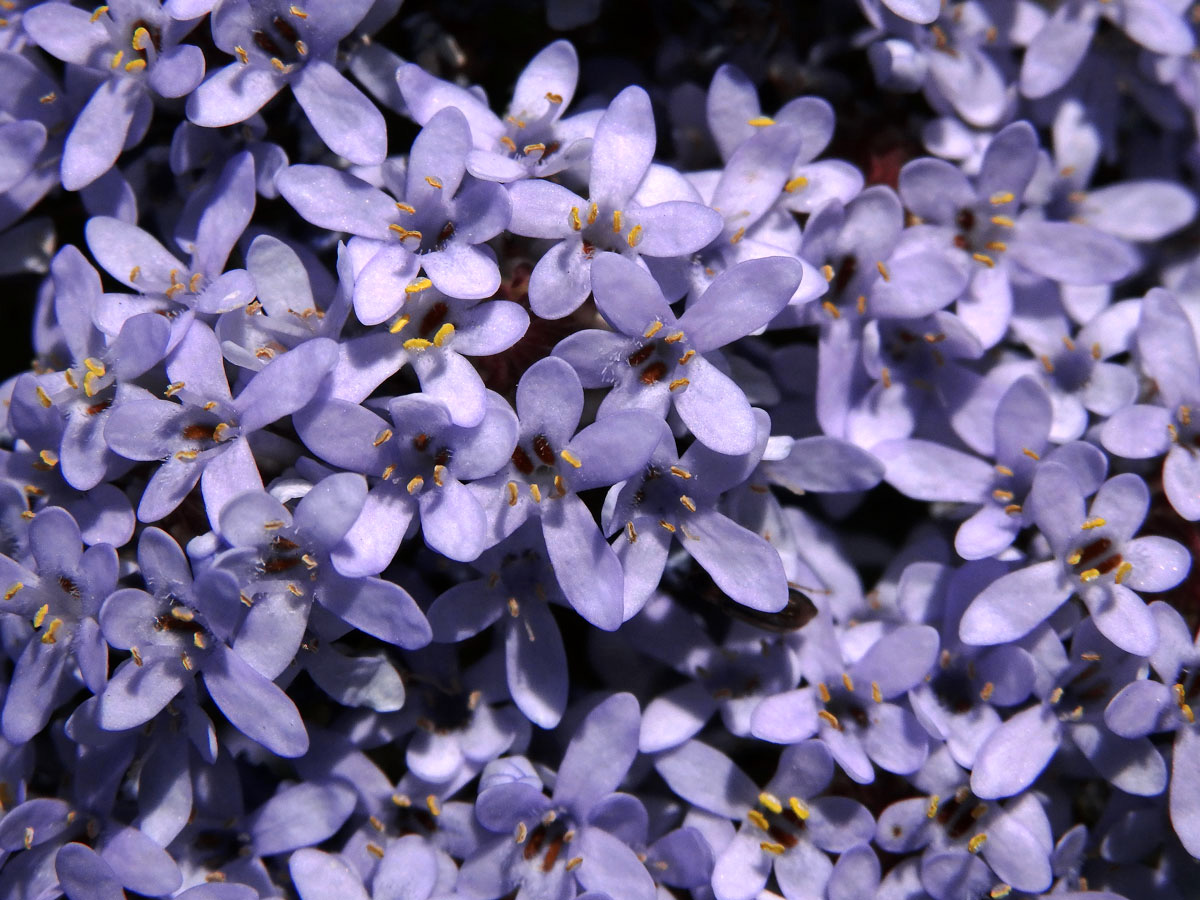 Pseudoselago spuria (L.) Hilliard