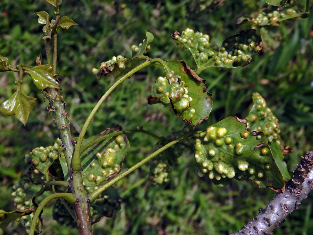 Hálky blanokřídlého hmyzu Quadrastichus na zarděnici (Erythrina lysistemon L.)