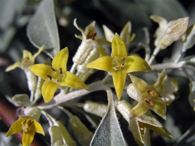 Hlošina úzkolistá (Elaeagnus angustifolia L.)