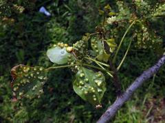 Hálky blanokřídlého hmyzu Quadrastichus na zarděnici (Erythrina lysistemon L.)