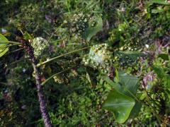 Hálky blanokřídlého hmyzu Quadrastichus na zarděnici (Erythrina lysistemon L.)