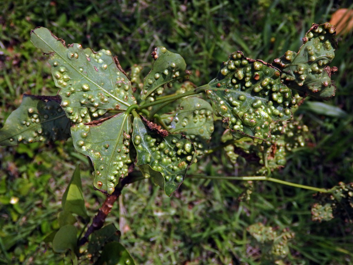 Hálky blanokřídlého hmyzu Quadrastichus na zarděnici (Erythrina lysistemon L.)