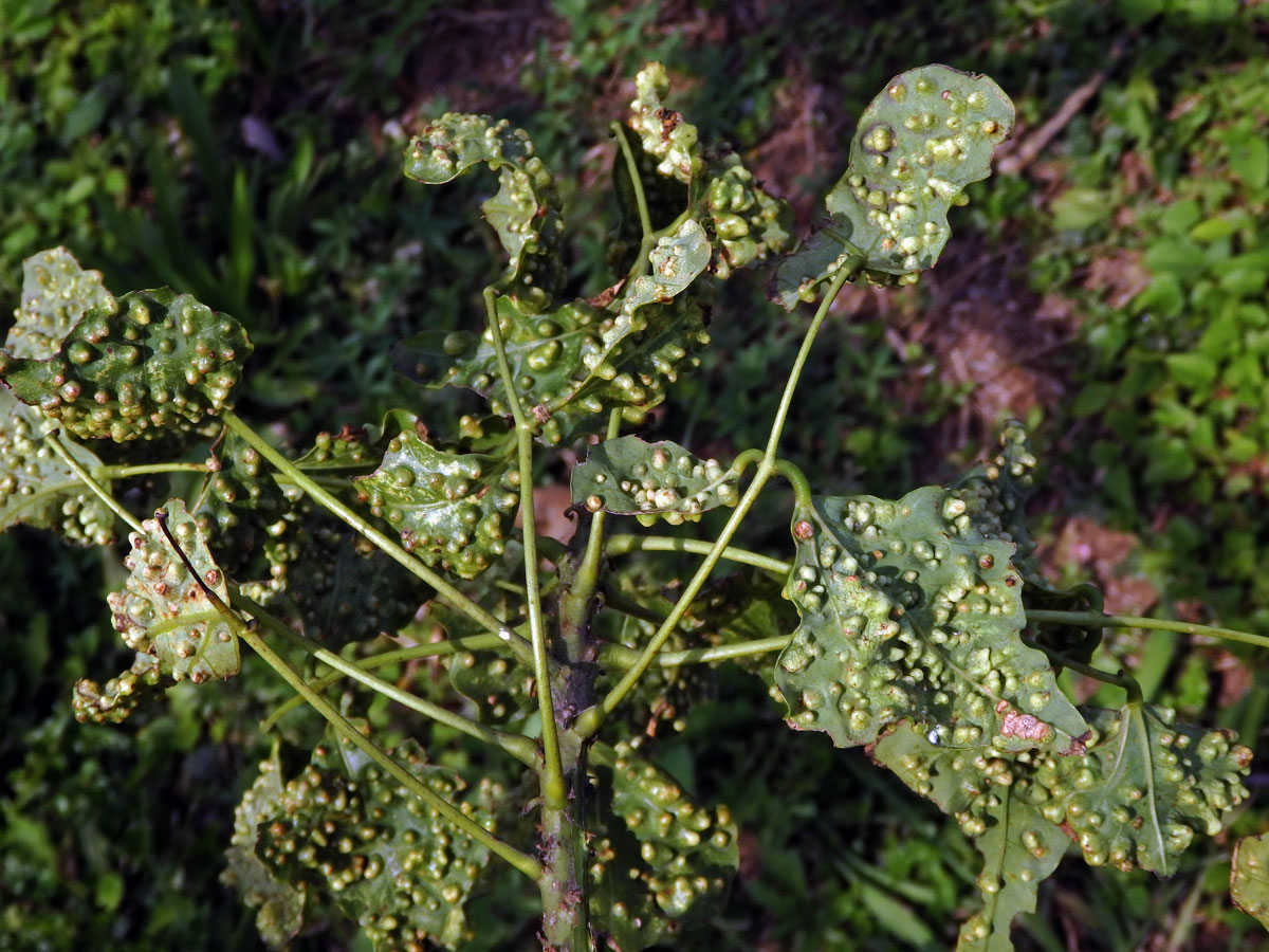 Hálky blanokřídlého hmyzu Quadrastichus na zarděnici (Erythrina lysistemon L.)