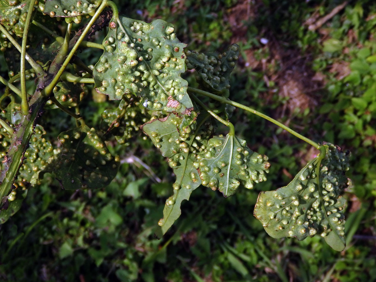 Hálky blanokřídlého hmyzu Quadrastichus na zarděnici (Erythrina lysistemon L.)