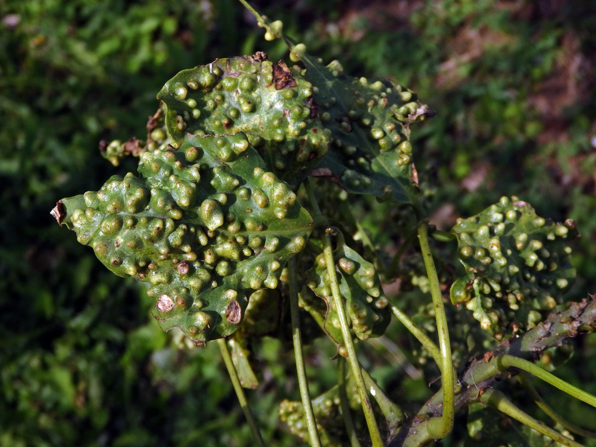 Hálky blanokřídlého hmyzu Quadrastichus na zarděnici (Erythrina lysistemon L.)