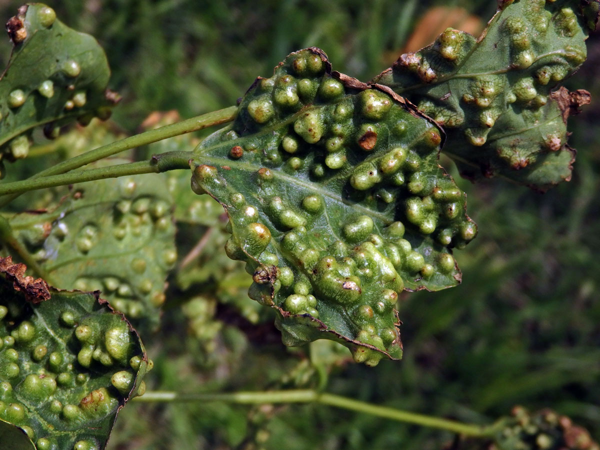 Hálky blanokřídlého hmyzu Quadrastichus na zarděnici (Erythrina lysistemon L.)