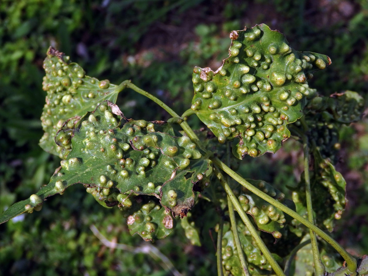 Hálky blanokřídlého hmyzu Quadrastichus na zarděnici (Erythrina lysistemon L.)