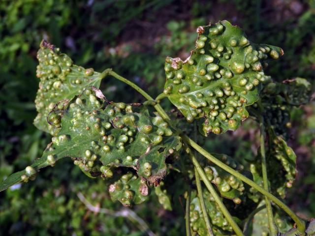 Hálky blanokřídlého hmyzu Quadrastichus na zarděnici (Erythrina lysistemon L.)