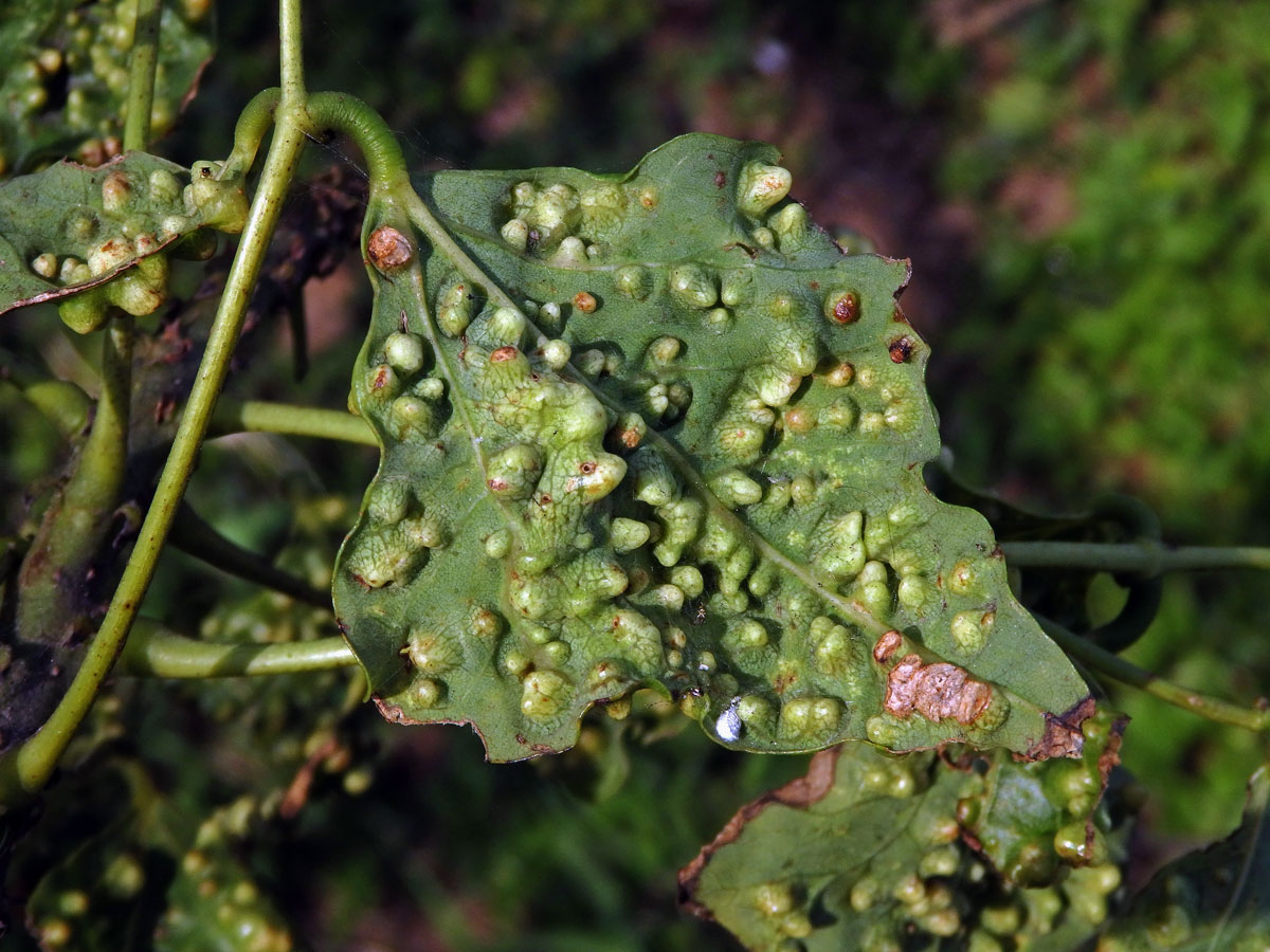 Hálky blanokřídlého hmyzu Quadrastichus na zarděnici (Erythrina lysistemon L.)