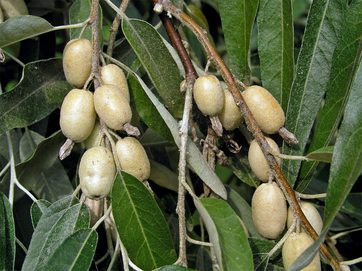 Hlošina úzkolistá (Elaeagnus angustifolia L.)