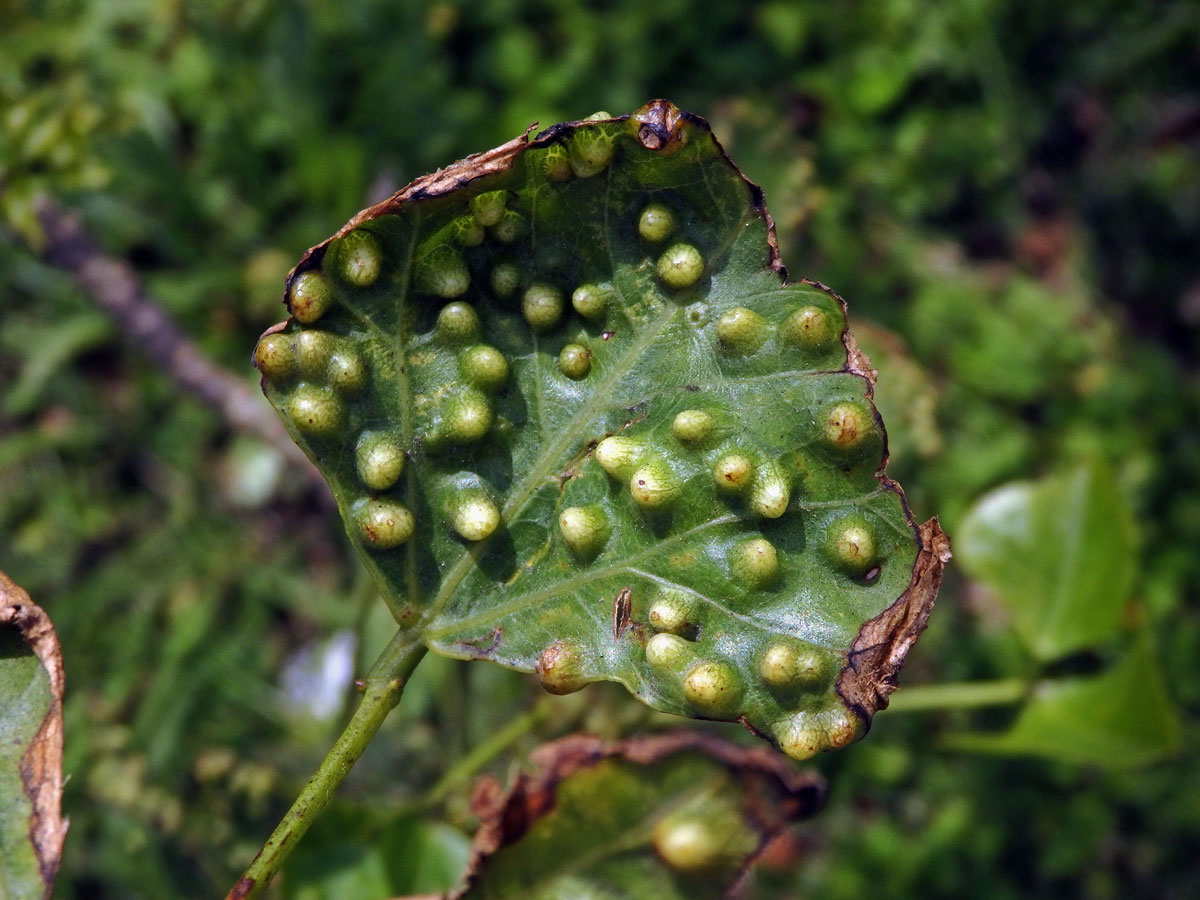 Hálky blanokřídlého hmyzu Quadrastichus na zarděnici (Erythrina lysistemon L.)