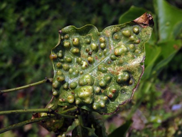 Hálky blanokřídlého hmyzu Quadrastichus na zarděnici (Erythrina lysistemon L.)