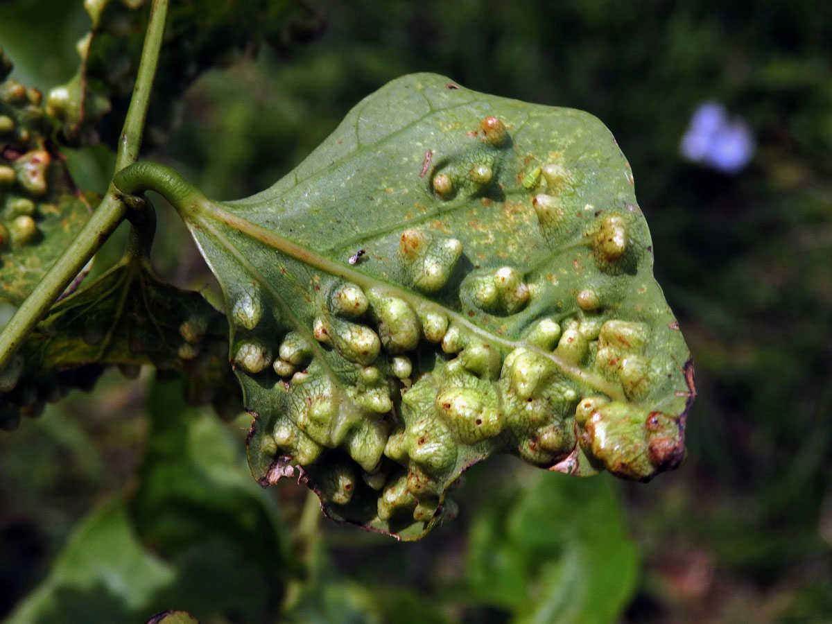 Hálky blanokřídlého hmyzu Quadrastichus na zarděnici (Erythrina lysistemon L.)