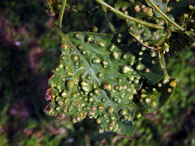 Hálky blanokřídlého hmyzu Quadrastichus na zarděnici (Erythrina lysistemon L.)