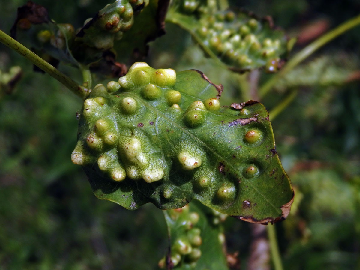 Hálky blanokřídlého hmyzu Quadrastichus na zarděnici (Erythrina lysistemon L.)