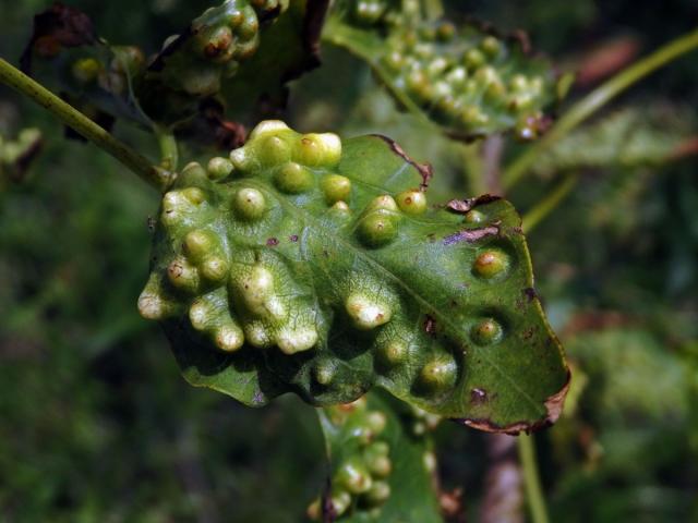 Hálky blanokřídlého hmyzu Quadrastichus na zarděnici (Erythrina lysistemon L.)