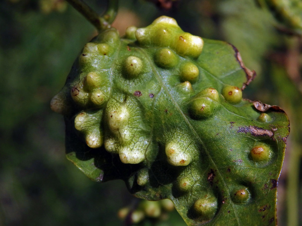 Hálky blanokřídlého hmyzu Quadrastichus na zarděnici (Erythrina lysistemon L.)