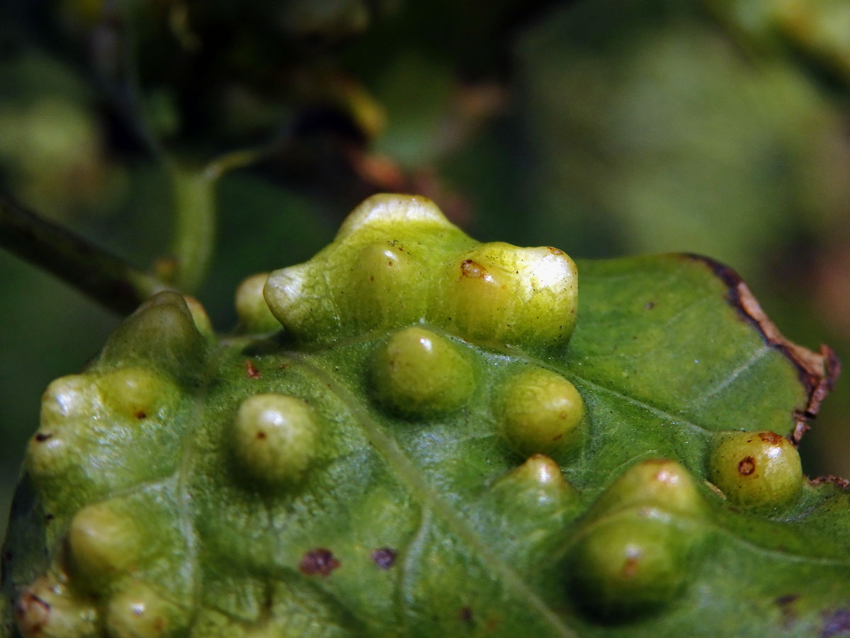 Hálky blanokřídlého hmyzu Quadrastichus na zarděnici (Erythrina lysistemon L.)