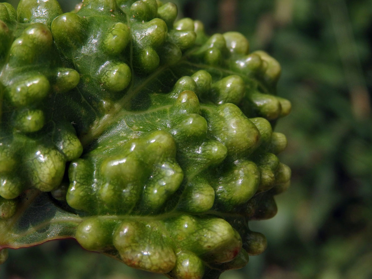 Hálky blanokřídlého hmyzu Quadrastichus na zarděnici (Erythrina lysistemon L.)