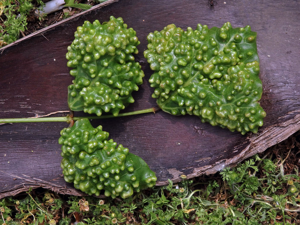 Hálky blanokřídlého hmyzu Quadrastichus na zarděnici (Erythrina lysistemon L.)