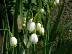 Bledule letní (Leucojum aestivum L.)