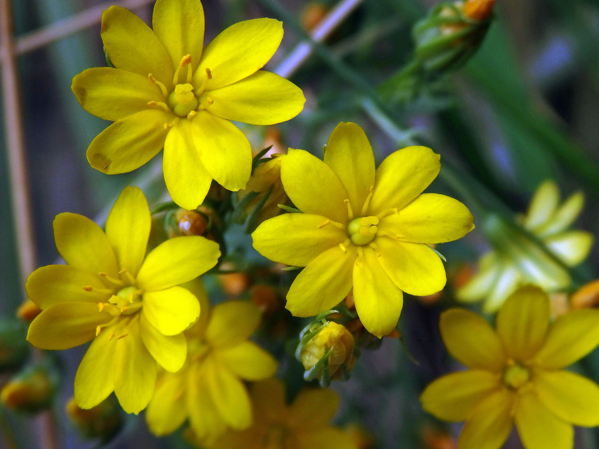 Žlutnice špičatá (Blackstonia acuminata (E. D. J. Koch et Ziz) Domin)