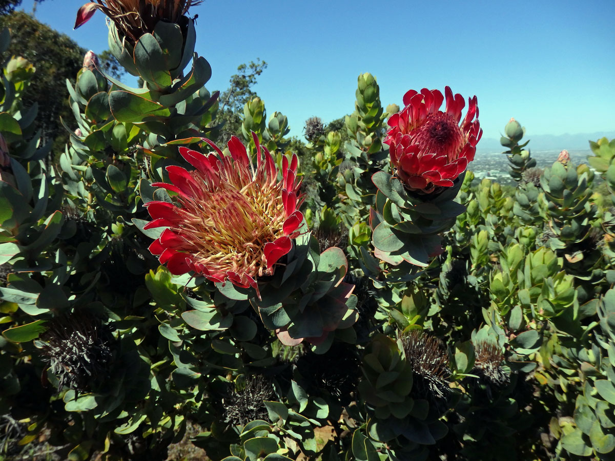 Protea (Protea eximia (Salisb. ex Knight) Fourc.)