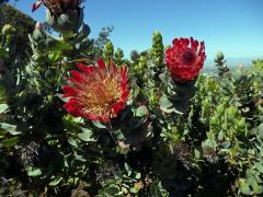 Protea (Protea eximia (Salisb. ex Knight) Fourc.)