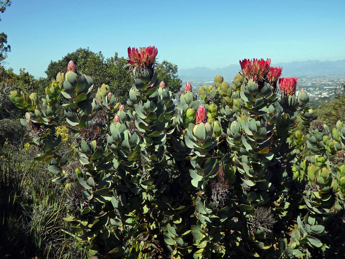 Protea (Protea eximia (Salisb. ex Knight) Fourc.)