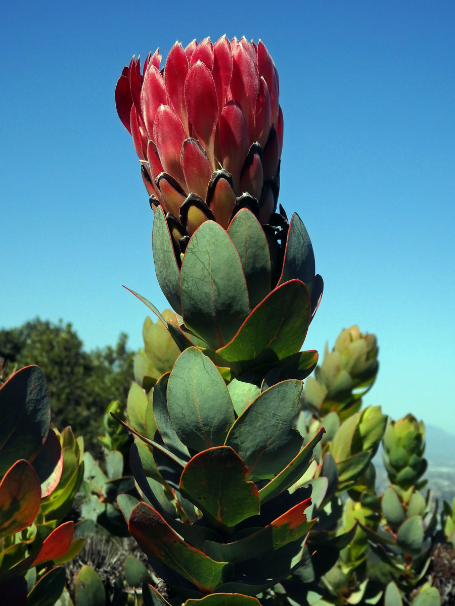 Protea (Protea eximia (Salisb. ex Knight) Fourc.)